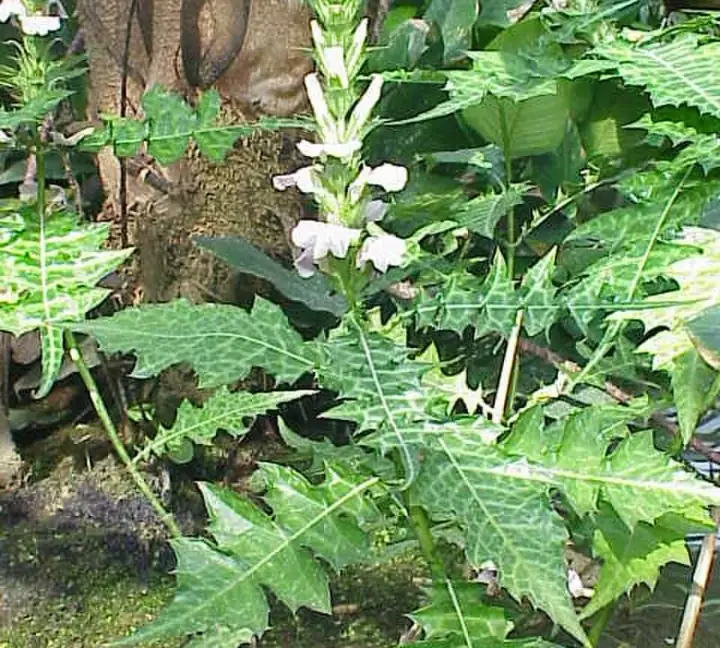 Acanthus