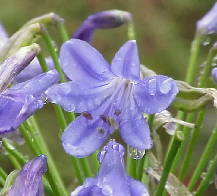 Agapanthus