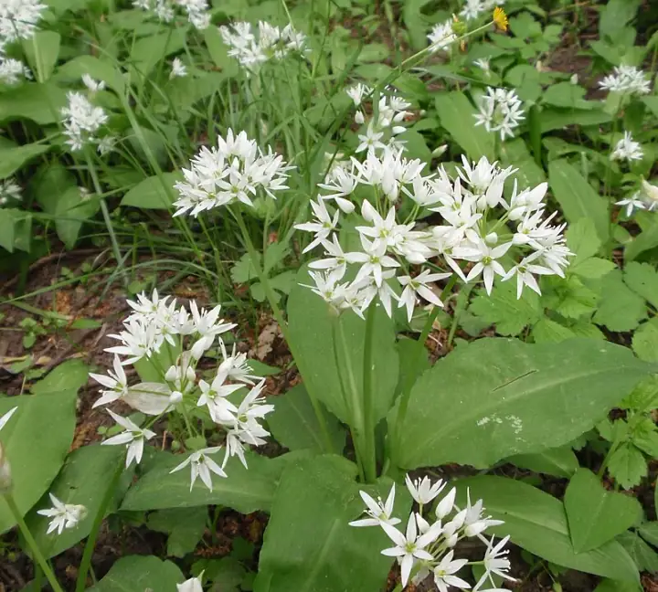 Allium