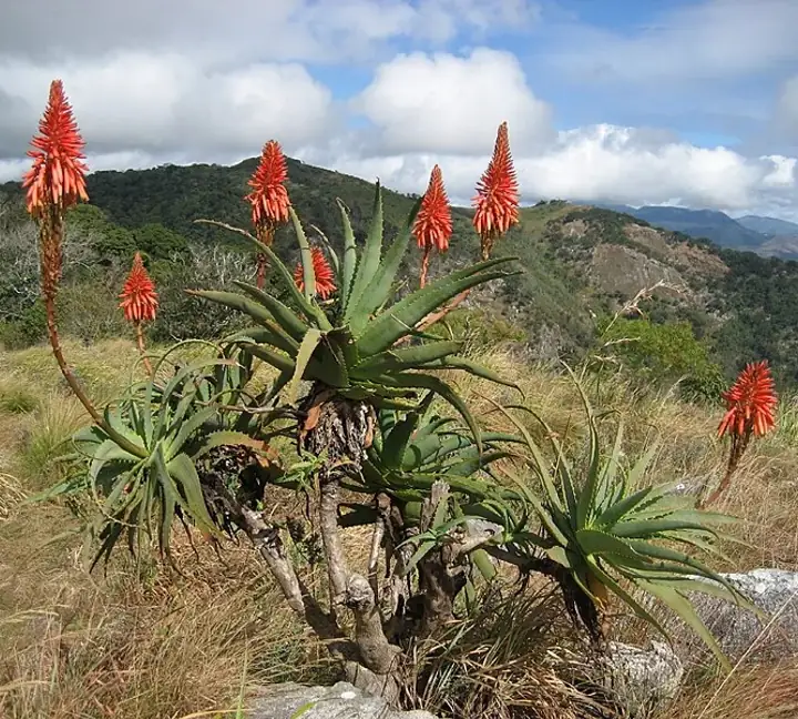 Aloe