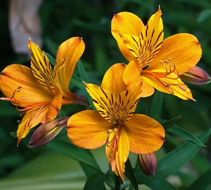 Alstroemeria