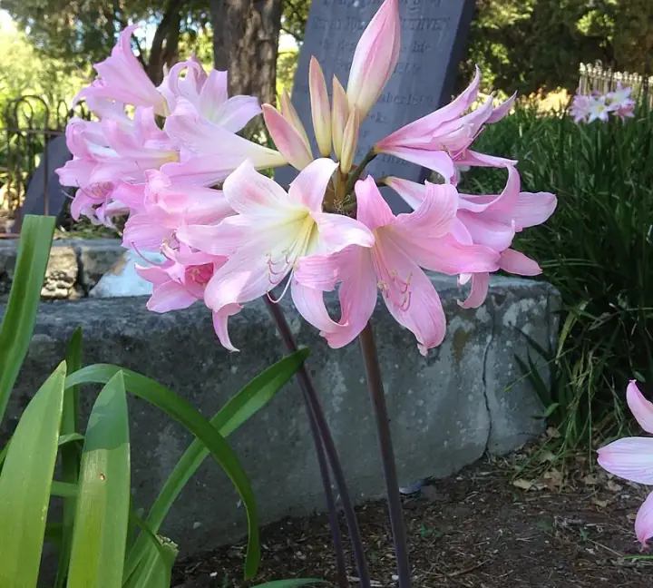 Amaryllis