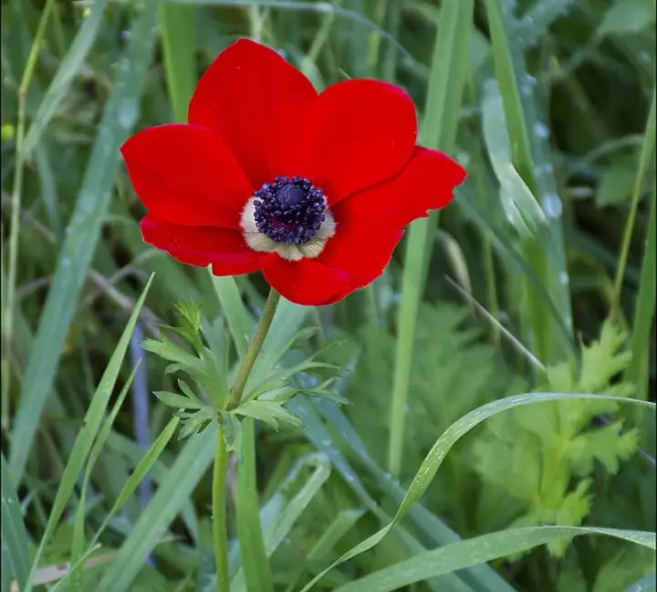 Anemone