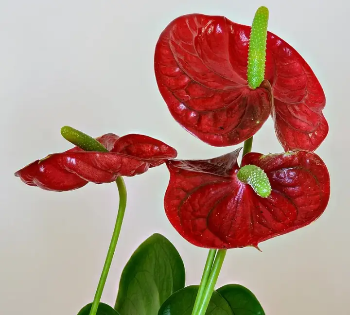 Anthurium
