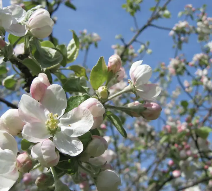 Apple Blossom